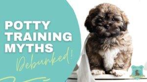 puppy potty training tips 1