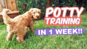 puppy potty training tips1